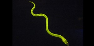 Protein from sushi snack may help detect liver diseases