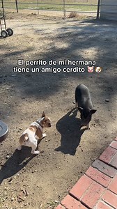 4K views · 88 reactions | Son los mejores amigos  﫶﫶#pets #dogs #dog #bestfriend #petfriendly #pet #goals #bbf #amordelbueno #CapCut | Kenia Burgos | Facebook