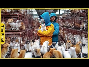15.5 Million Cats Raised In China For Pets And Meat - Barn Cat Training | Farming Documentary