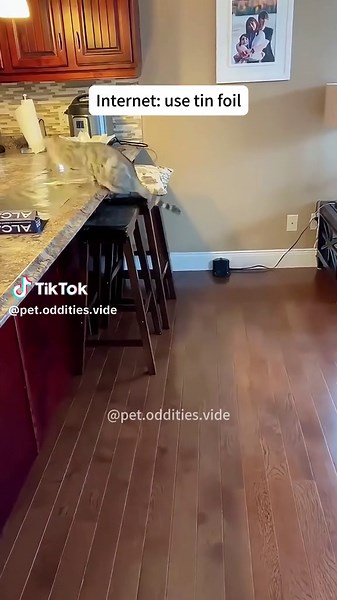 Hilarious Cat Conversation Reaction Caught on Camera!