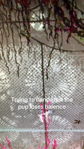 Cute Pup Attempts to Dance but Loses Balance