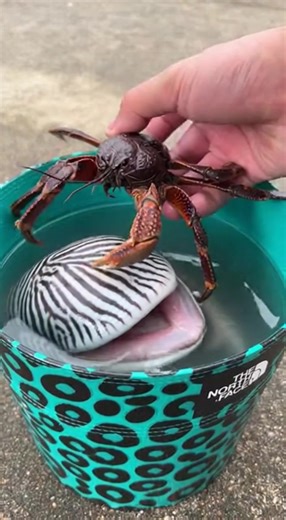 Strange Alien Creature 👀 #alien #aliencreature #alienspecies #alienlife #extraterrestre