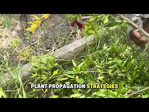 How To Propogate Pomegranate Cuttings Correctly