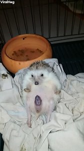 Hedgehog Live Birth Credit ViralHog | This is Earth