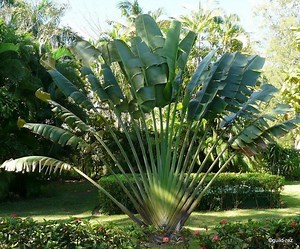 Ravenala - Alchetron, The Free Social Encyclopedia