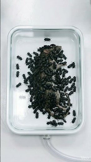 Beetles Cleaning Organic Material | Macro Lab Demonstration