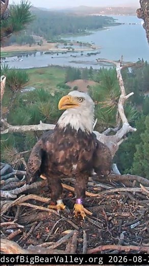 KD1, named Kaydee visits nest again | 8.20.26