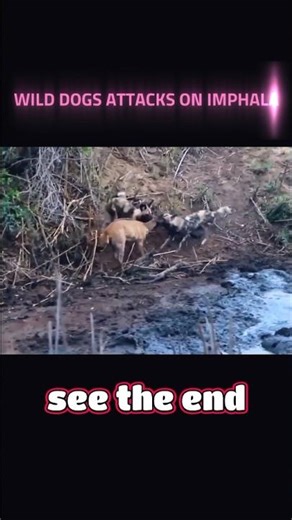 Wild Dogs Attack Impala 🐕🦌 | Hero Hippo Saves the Little one 🦛🔥#animals #wildlife #tranding #viral