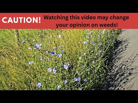 Chicory! A familiar roadside "WEED" with an incredible history!