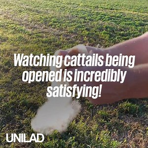 Watching cattails being opened is SO satisfying to watch 😍😍 | UNILAD