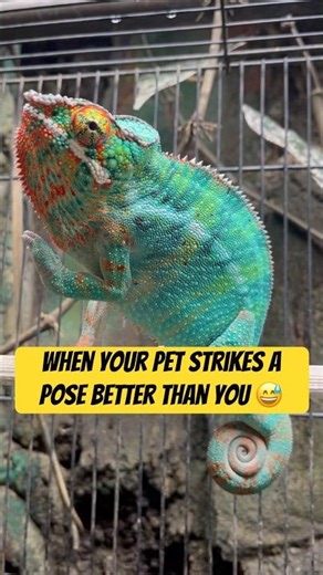 This Chameleon Knows How to Pose! #chameleon #phanterchameleon