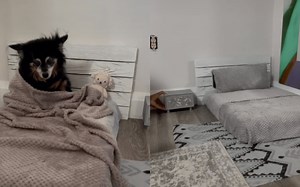 Woman Gives Dog Lavish Bedroom Makeover: 'The Cutest Thing I've Ever Seen'