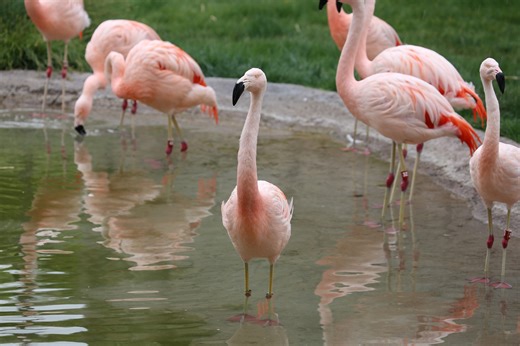 Start #InternationalFlamingoDay with a timelapse of the flock waking up with the sun. 🦩 Need to add some pink to your day? Watch the flamboyance, or flock of flamingos, on Reid Park Zoo's Flamingo Cam! https://reidparkzoo.org/cameras/flamingo-cam/ | Reid Park Zoo