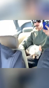 955K views · 15K reactions | "How different animals react in zero gravity – Part 2": #ZeroGravity #AnimalsInSpace #SpaceExperiments #Microgravity #AnimalBehavior #WeightlessWorld #ScienceInSpace #FloatingAnimals #SpaceLife #ZeroGAnimals #Part2 #AnimalSciencePart2 #ZeroGravitySeries #SpaceAnimalsPt2 #FloatingCreaturesPt2 | FactPaw | Facebook