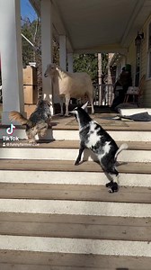 12K views · 418 reactions | Don’t forget our 202nd episode of our Funny Farm Live Show is tomorrow at 10am Eastern. | Funny Farm Rescue | Facebook