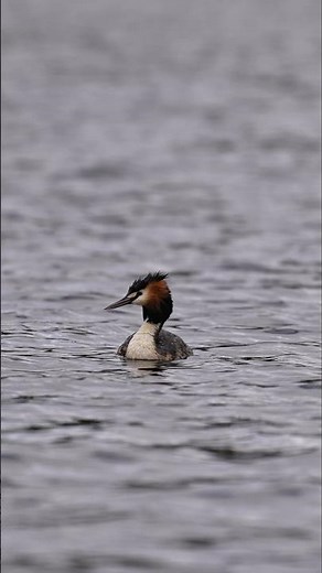 Great Crested Grebe | Wildlife