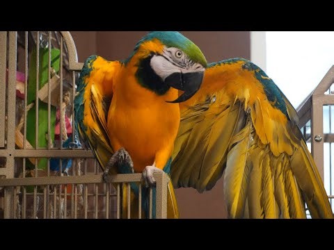 Blue & Gold Macaw Bedtime Routine 💤 | Gentle Play & Nighttime Bonding