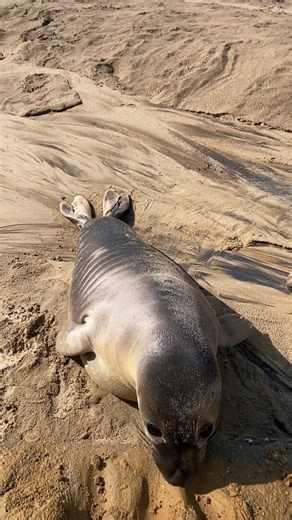😍 Meet the majestic Hawaiian Monk Seal! 🌊 This rare and cherished marine mammal embodies the spirit of Hawaii's oceans, symbolizing resilience and conservation. 📷: @vp_swede #hawaii #100Hawaii #mammal #traveling #hawaiian #monkseal | 100% Hawaii