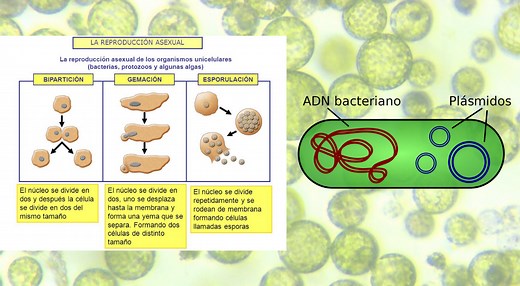 Conoce la reproducción en el Reino Monera