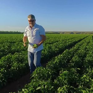 1.4K reactions · 113 shares | Only the best Hatch Green Chile Peppers for our customers! | Fresh Chile | Facebook