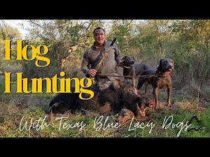 Hog Hunting with Texas Blue Lacy Dogs | Huge Boar