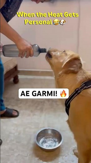 “When even dogs can’t handle this heat… 😂” #ytshorts #goldenretriever #shortyz
