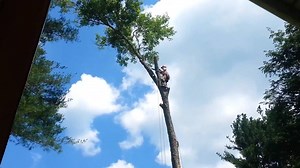 Crazy tree cutting Credit: jon wood Check out our Engineers T-shirts/hoodies now, available for limited time:@ teespring.com/engineerstyle | Engineers World