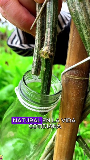 Discover Loofah Vines: Collecting Loofah Juice Tips