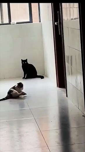 187K views · 38K reactions | #cat #funny #animals #wee | Joy of Whiskers | Facebook