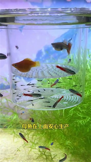 Breeding box for fish #breedingbox #fishkeeping #aquascape #aquarium #fishtank #guppy #koi