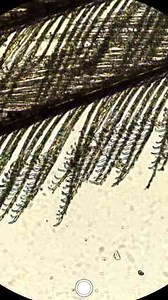 Exploring Chicken Cells Under the Microscope