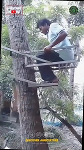 🌴 This innovative coconut tree climbing tool, created by a talented farmer, is revolutionizing the way we harvest coconuts. Its simplicity and effectiveness make it an essential tool for farmers around the world. By providing a safer and more efficient method of climbing trees, this invention showcases the ingenuity and resourcefulness of individuals in agricultural communities. Cheers to all the inventors out there who continue to find creative solutions to everyday challenges! 🥥 #InnovationI