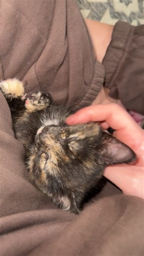 sweet tortie girl 🩷 #kittensoftiktok #kitten #fosterkittens #tortiesoftiktok #tortiecatsoftiktok