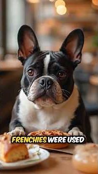 Why French Bulldogs Are So Unique (Facts You Didnt Know)