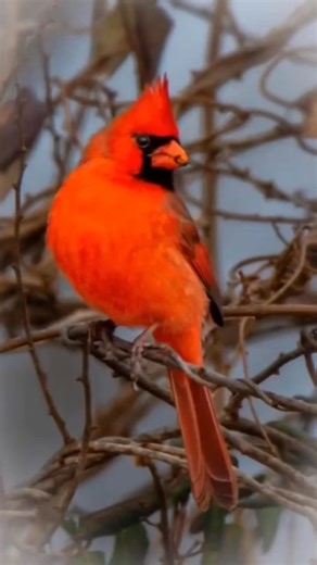 The Cardinal’s Last Visit #cardinal #redcardinal #cardinalstory #birdsadstory #sadbirdstory #emotionalstory #touchingstory #shortsadstory #naturestory #wildlifestory #lonelybird #birdsong #heartfeltstory #sorrowstory #redbird #naturelovers #birdlovers #viralshorts #trendingstory #CardinalMeaning | Cardinal lovar community