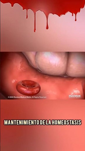 La COMPOSICIÓN del PLASMA