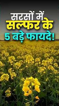 5 Big Benefits of Sulfur in Mustard! 🔥 #mustard #fertilizer #agrostar #farming #agriculture