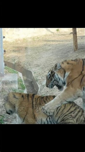 (4K) 내가 하지말라켔제!! 사베리아 호랑이 펜자 (Penza) 반항 아기 호랑이 설호 (Seolho) 2026.03.29 #shorts #tiger #bigcat