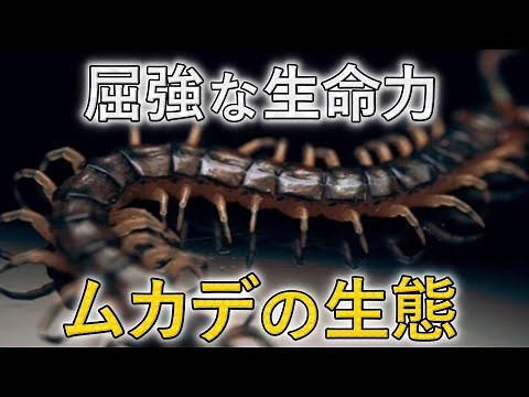 Actually, it's not an insect! Explaining the ecology of centipedes