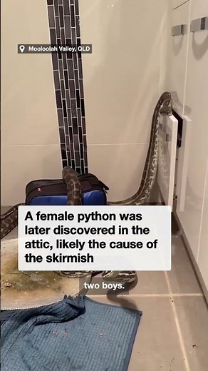 Two male pythons fell from ceiling while fighting for female