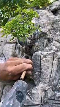 Collecting bonsai trees from rocky cliffs #usa #wildlife #facts #factshorts