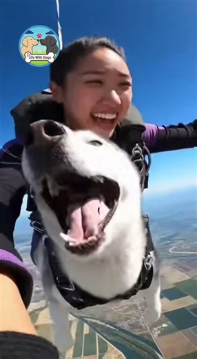 This Husky’s Face During Freefall is Pure Gold! 🤣