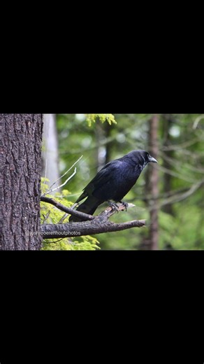 American Crow sitting in a tree in Truro, Nova Scotia. #bird #crow #wildlife #nature #nikon