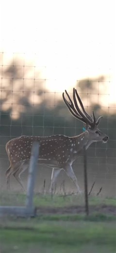 Hypnotized by Captain Insano #insane #captain #axis #hypnotize #buck