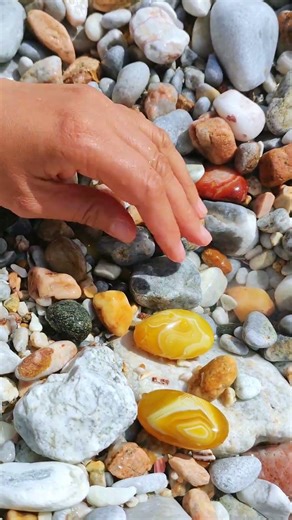 Giant Pearl Scallops vs. Freshwater Snails: Which Makes More Pearls?