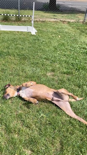 6.6K views · 174 reactions | Meet Manly Stanley. This sweet boy is so calm and friendly. Easy on leash too! Looking to be the only dog in the home for now. Come meet him tomorrow 12-6pm! #weareyourcityshelter | Richmond Animal Care & Control | Facebook