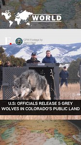 #FPReels: Wildlife officials have released five grey wolves in a remote part of Colorado’s Rocky Mountains. Their release comes under a reintroduction programme approved by Colorado in 2020. It aims to reintroduce 10 to 15 wolves into Colorado per year for the next 5 to 10 years. However, it has garnered criticism from people in rural communities who complain that the wolves pose a risk to livestock, wildlife and pets. | Firstpost
