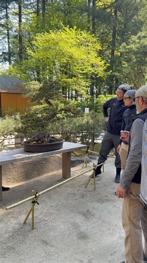 8.4K views · 921 reactions | Bonsai are back! 華Here's your exclusive sneak peek behind the scenes as our crews worked their magic - because tiny trees deserve BIG love ❤️ #portlandjapanesegarden #bonsai | Portland Japanese Garden | Facebook