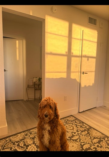 soft life, clean paws, no stress 🐾✨💕💕💕💕💕💕💕💕💕💕💕