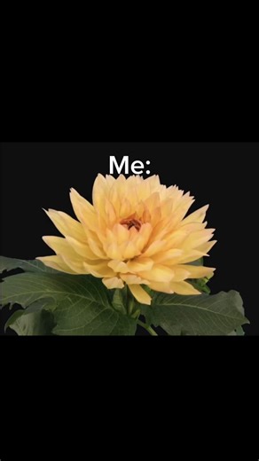 @Gjoob 🦭 eat poop, wait U already do🤣🤣 BURN😎🤏 DONT MESS WITH A ALPHA U BETA🤬#nastyhaters#fyp#flowers#ruby #leafy